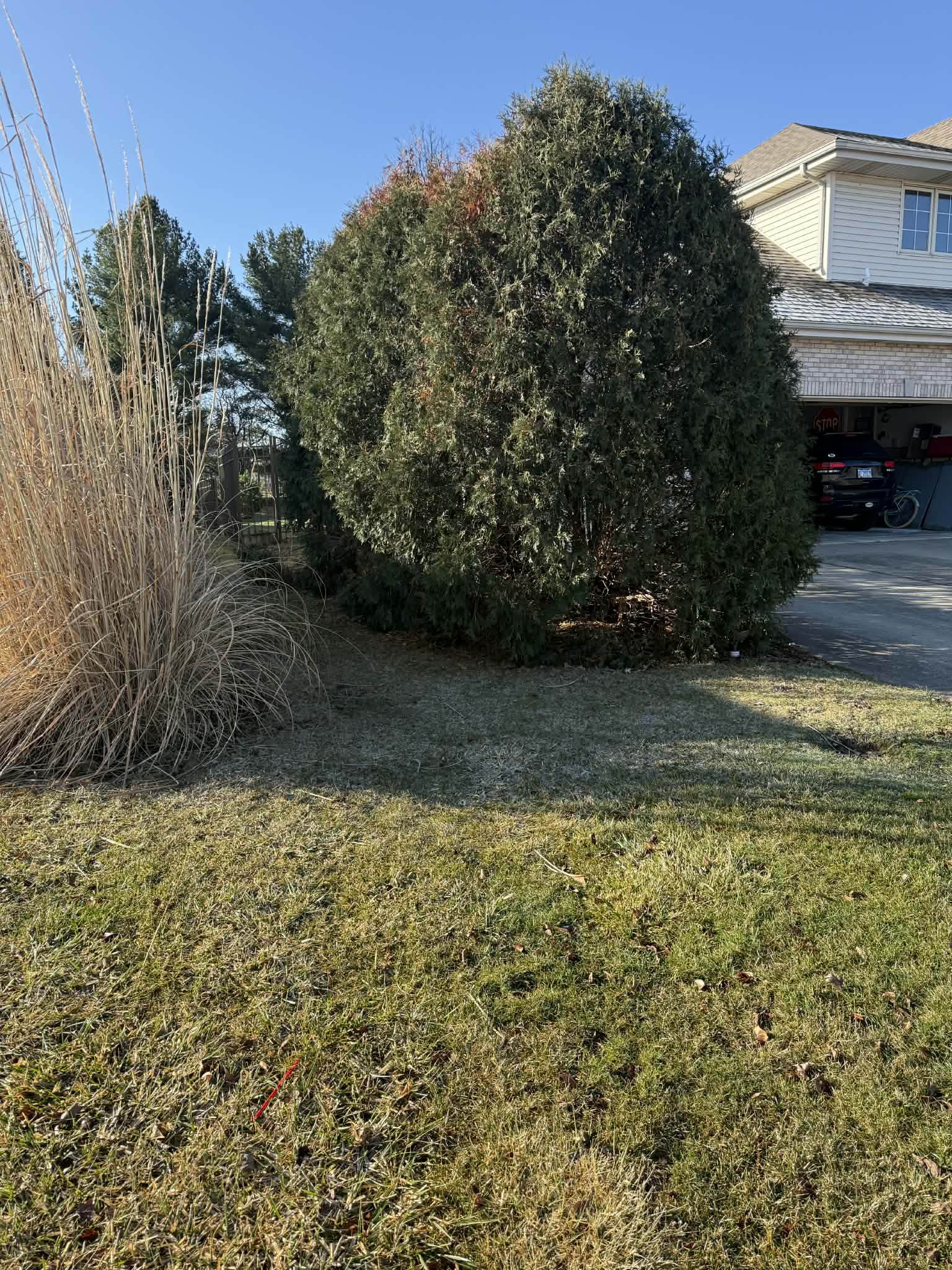 Landscape design with ferns and colorful flowers